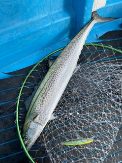 サワラの釣果