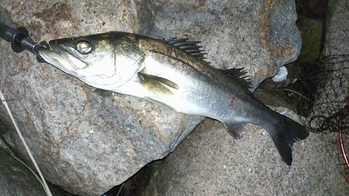 スズキの釣果