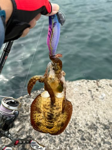 アオリイカの釣果