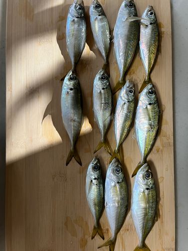 マアジの釣果