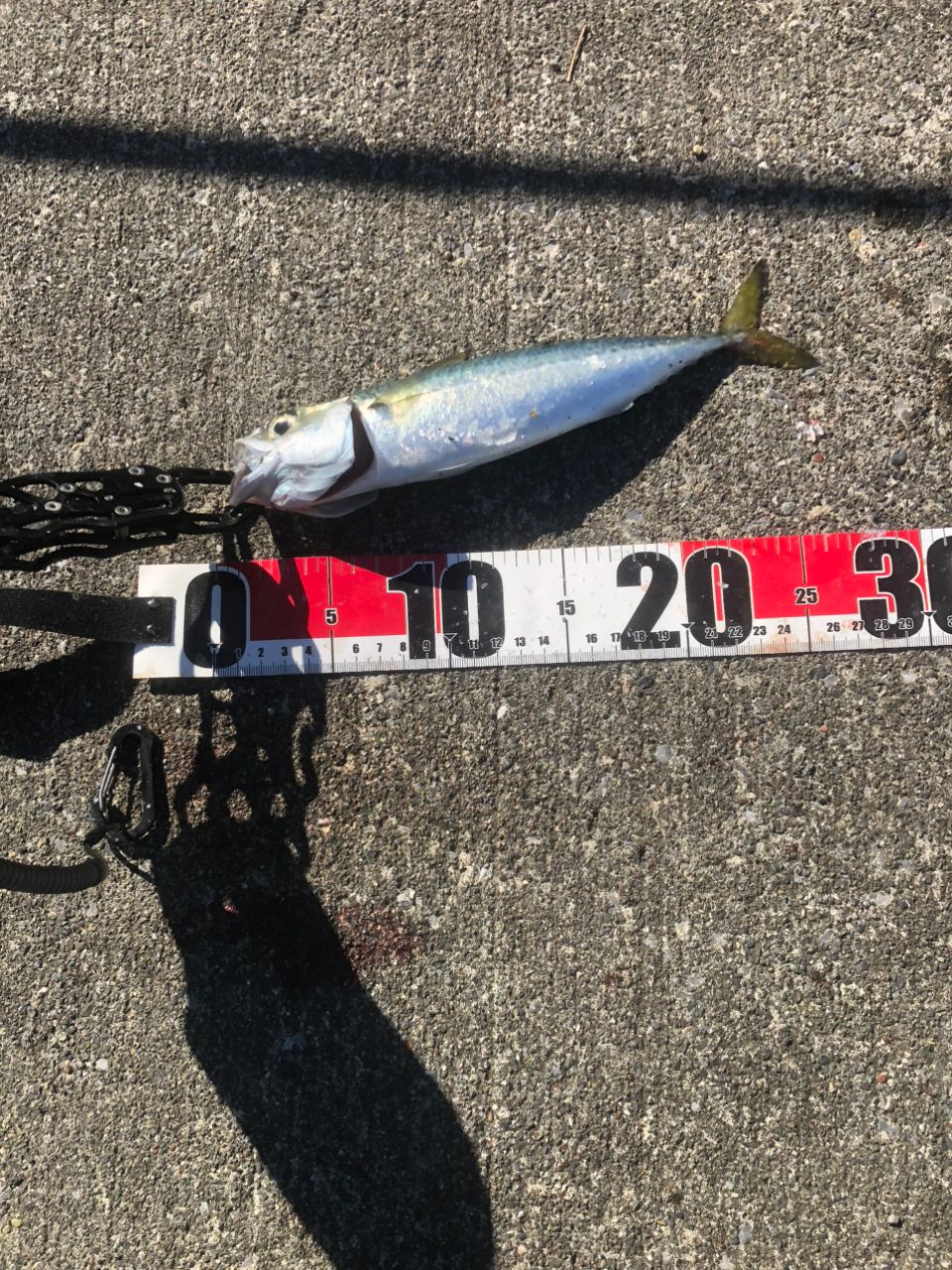 SHIMANO 17サハラ C5000XGの最安値・インプレ・釣果 | 本音の口コミが