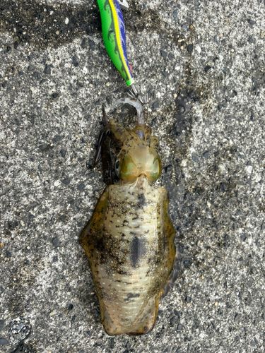イカの釣果