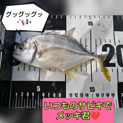 ギンガメアジの釣果