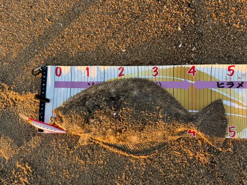ヒラメの釣果