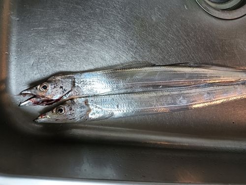 タチウオの釣果