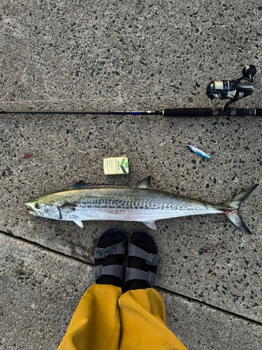 サワラの釣果