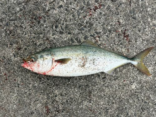 周防大島（屋代島）