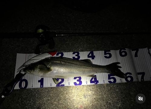 ドクサバフグの釣果