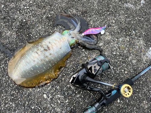 キジハタの釣果