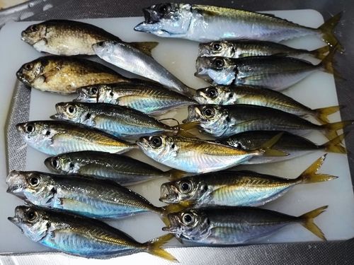 シーサイドコスモ釣り解放区