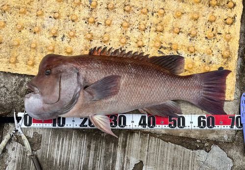 神戸空港親水護岸