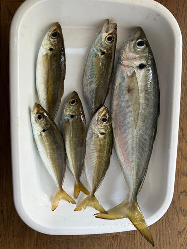 アジの釣果