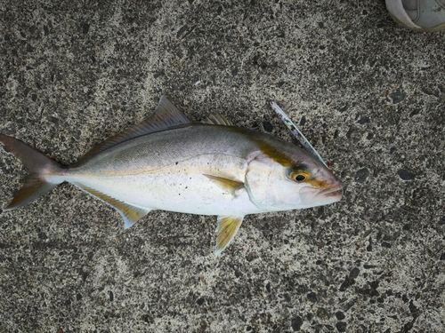 カンパチの釣果