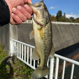 ラージマウスバス