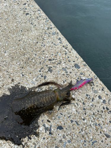 大村湾（南部）