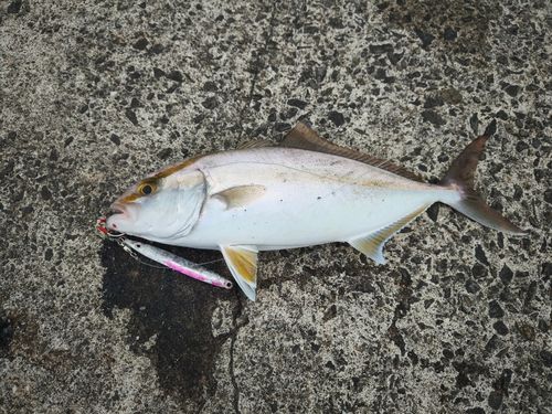 カンパチの釣果