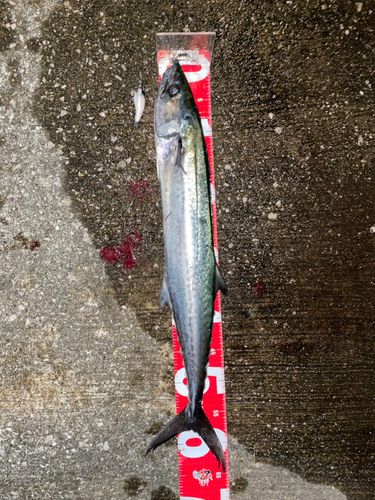 中央埠頭（博多湾）