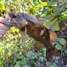 スモールマウスバス