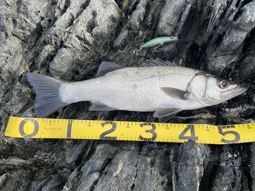 ヒラスズキの釣果