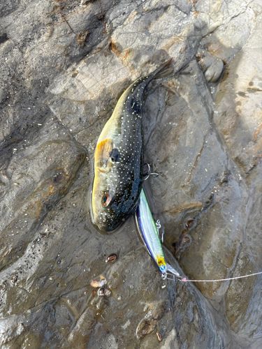 クサフグの釣果