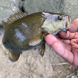 スモールマウスバス