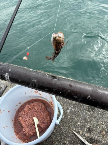 クエの釣果