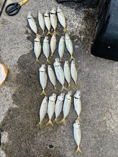 マアジの釣果