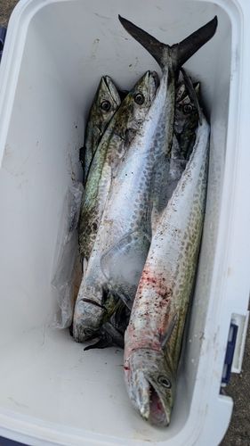 泉佐野食品コンビナート