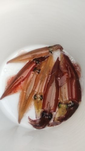 ヤリイカの釣果