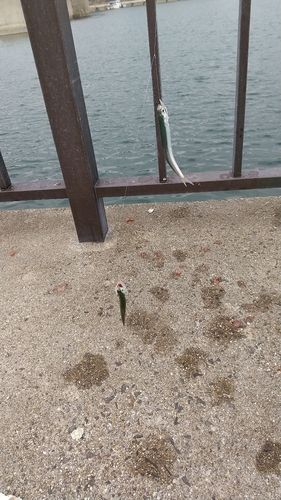 宮崎漁港（吉良サンライズパーク）