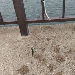 カタクチイワシ