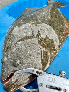 ヒラメの釣果
