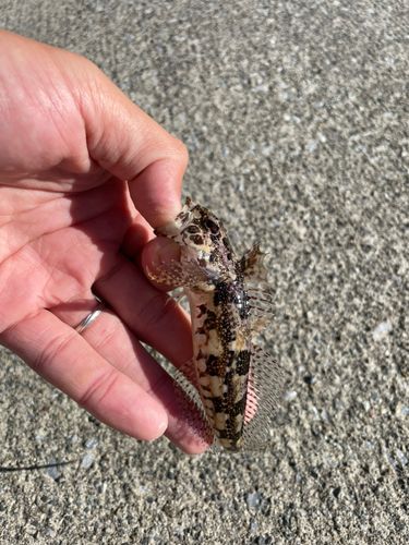 アナハゼの釣果