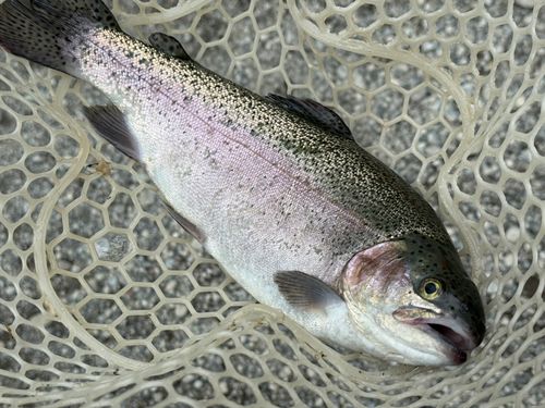 ニジマスの釣果