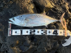 スマガツオの釣果