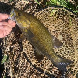 スモールマウスバス