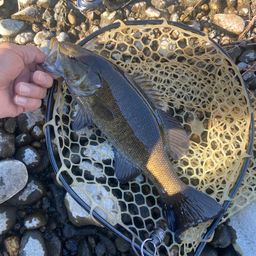 スモールマウスバス