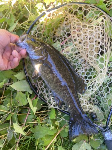 スモールマウスバスの釣果