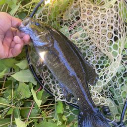 スモールマウスバス