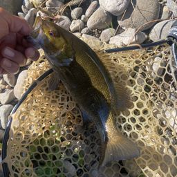 スモールマウスバス