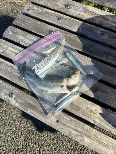 若洲海浜公園海釣り施設