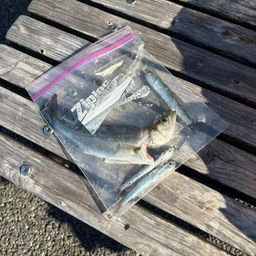 セイゴ（マルスズキ）