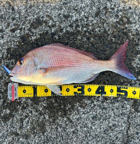 鞠山海遊パーク