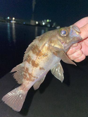 相馬港釣り桟橋