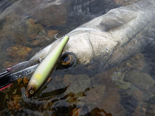 シーバスの釣果