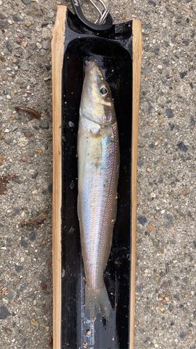 新舞子マリンパーク