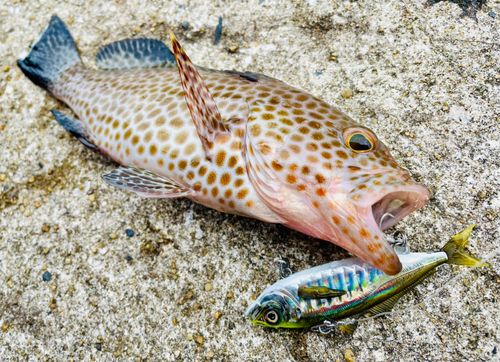 オオモンハタの釣果
