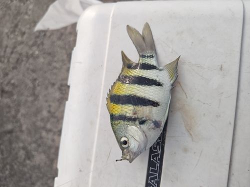 オヤビッチャの釣果