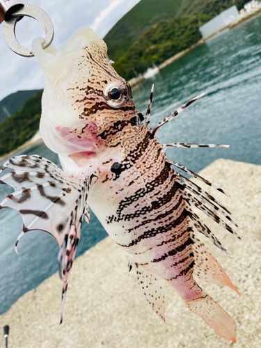 ミノカサゴの釣果