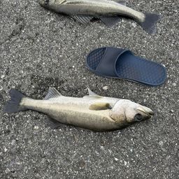 セイゴ（マルスズキ）